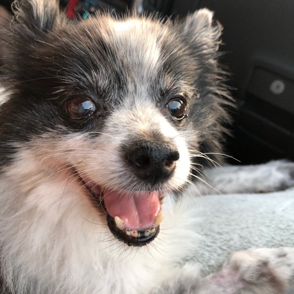 Meet your Posher, Betty